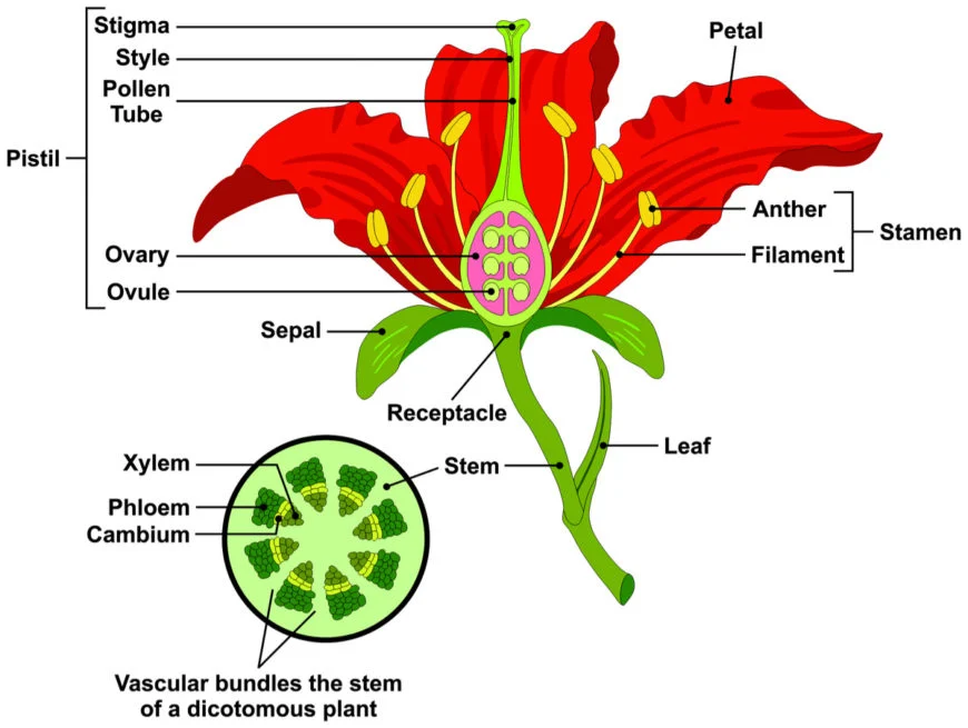 plant structure calyx corollla perianth