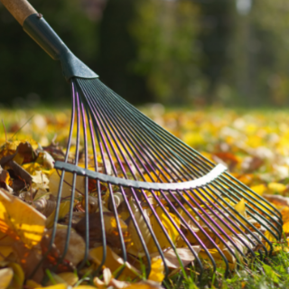 raking leaves